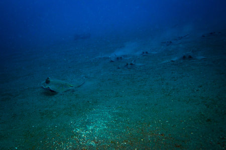 Blue spotted stingray near Bali island