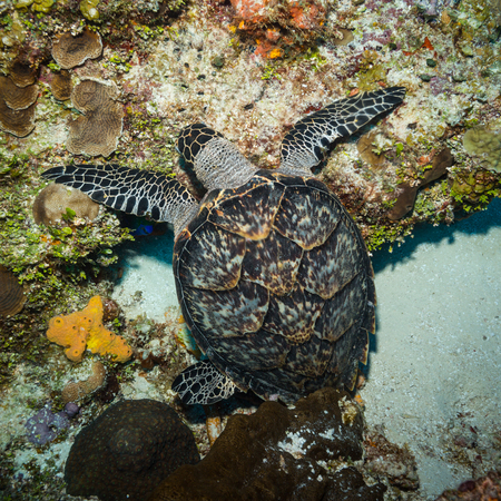 Green turtle on the Cozumel reefの写真素材