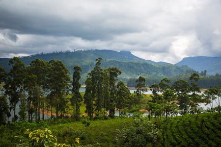 Tea plantation on Sri Lankaの写真素材