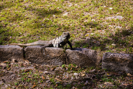 Iguana in a garden of Mexicoの写真素材