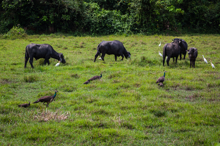 Birds and bulls on a Sri Lanka fieldの写真素材