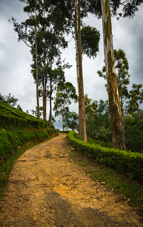 Tea plantation in Sri Lankaの写真素材