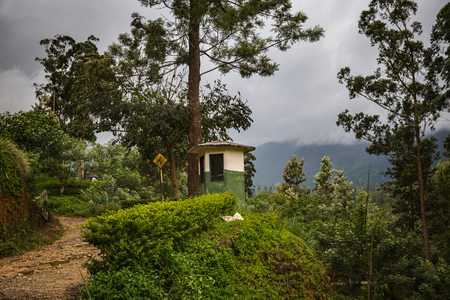 Tea plantation on Sri Lankaの写真素材
