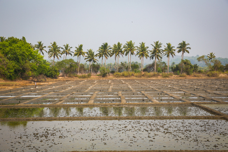 Rice field in northern GOAの写真素材