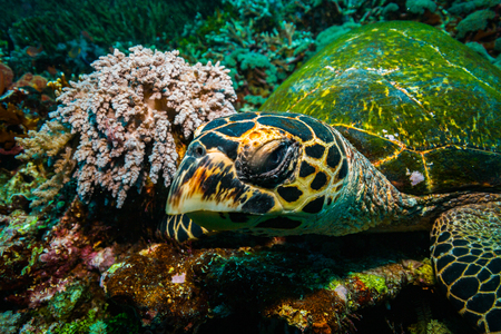 Turtle in Komodo national parkの写真素材