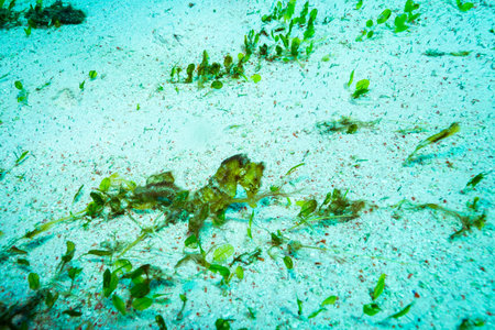 Seahorse in a reef of Komodo park