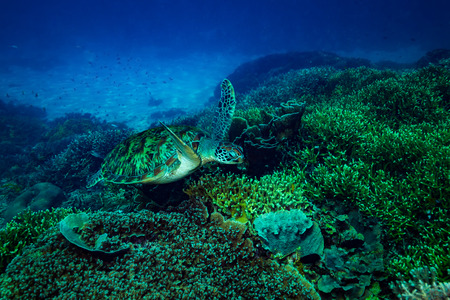 Turtle in Komodo national parkの写真素材