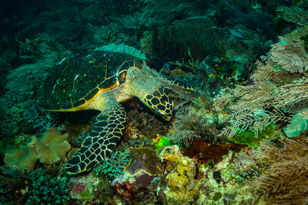 Turtle in Komodo national parkの写真素材