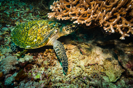 Turtle in Komodo national parkの写真素材