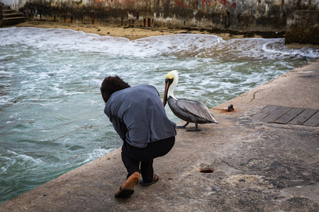 Pelican on the pier of the island of Cozumelの写真素材