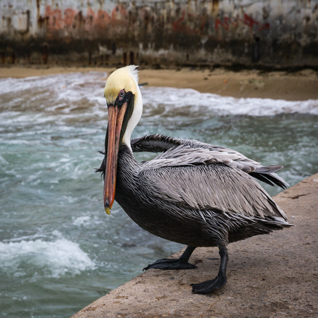 Pelican on the pier of the island of Cozumelの写真素材