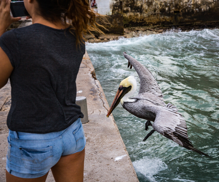 Pelican on the pier of the island of Cozumelの写真素材