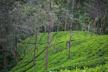 Tea plantation on Sri Lankaの写真素材
