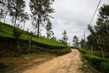 Tea plantation on Sri Lankaの写真素材