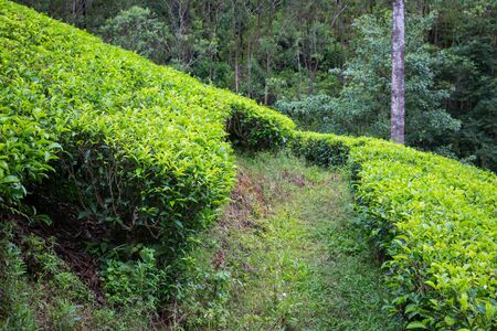 Tea plantation on Sri Lankaの写真素材