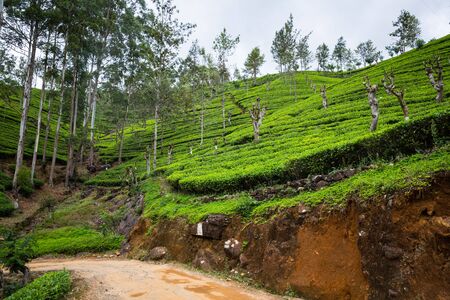 Tea plantation on Sri Lankaの写真素材