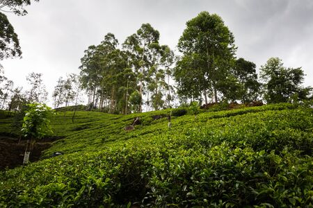 Tea plantation on Sri Lankaの写真素材