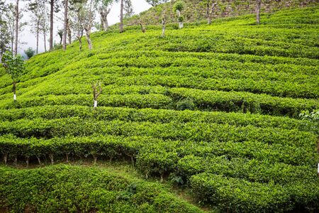 Tea plantation on Sri Lankaの写真素材