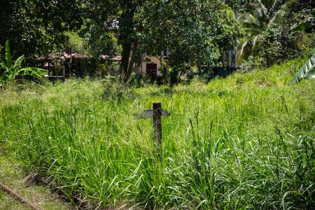 Rural view on Sri Lanka at springの写真素材