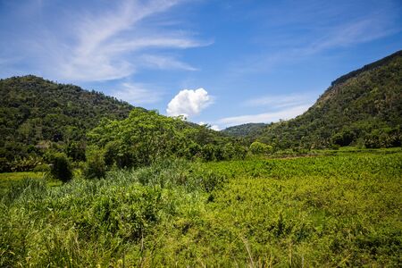 Rural view on Sri Lanka at springの写真素材