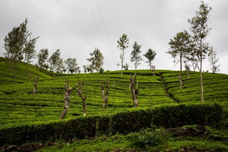 Tea plantation on Sri Lankaの写真素材