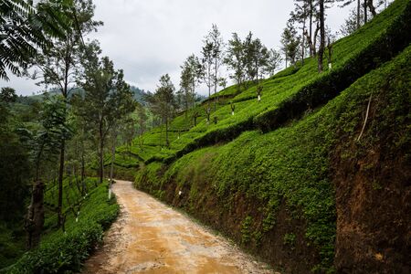Tea plantation on Sri Lankaの写真素材