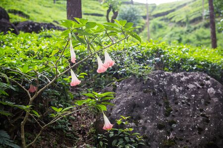 Tea plantation on Sri Lankaの写真素材