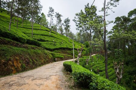 Tea plantation on Sri Lankaの写真素材
