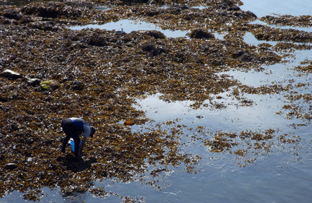 Seaweeds in the port                              