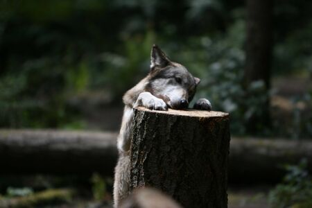 Wolfの写真素材