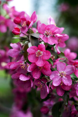 Bright and colored blooming spring sprig with small flowersの写真素材
