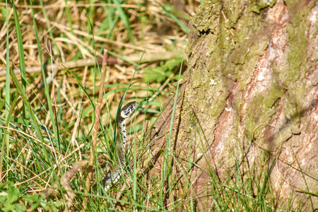 Snake in the grass. He leaned out of the grass to look around.の写真素材
