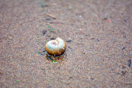 Shell on the sand of the Baltic Sea. Close-up. Macro photo of a shellの写真素材