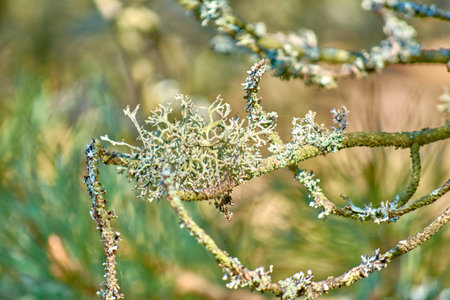 Moss and lichen. Green lichens covered tree branches. Wood near Baltic sea.