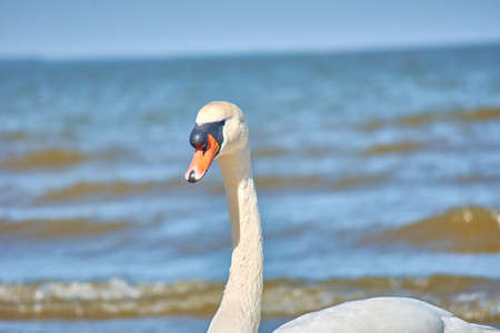Sea swans on the coast of the Baltic Sea. Seascape and white birds. Sunny day.の写真素材