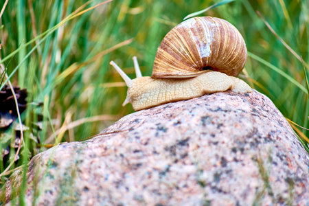 A grape snail sits on a stone on a lawn on a sunny day. Big fat grape snail