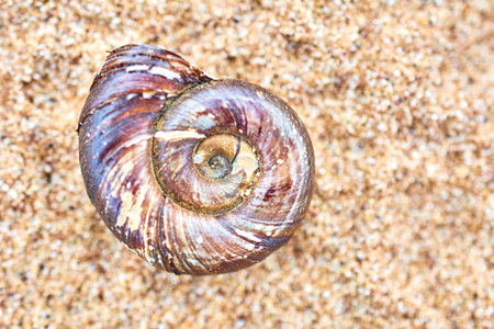 Shell on the sand of the Baltic Sea. Close-up. Macro photo of a shellの写真素材