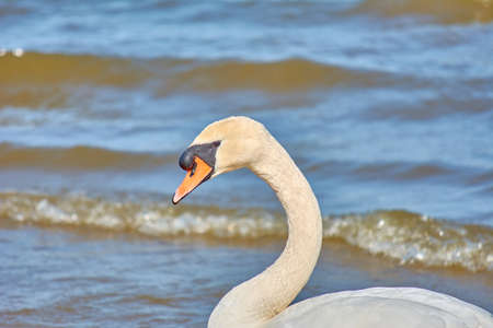 Sea swans on the coast of the Baltic Sea. Seascape and white birds. Sunny day.の写真素材