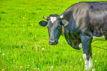 Black and white cow grazing on green meadow. Summer landscape. Russian ecological farmの写真素材