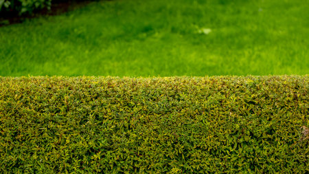 Nature green grass and hedge with bokeh background. Nature spring grass background texture and...