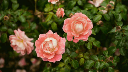 Beautiful fresh roses. Natural background. Roses on a garden bush. Ð¡lose-up of red rosesの写真素材