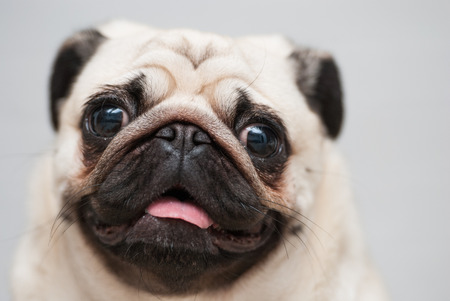 Funny pug snout. Snout pug. Close-up. Soft Focus.の写真素材