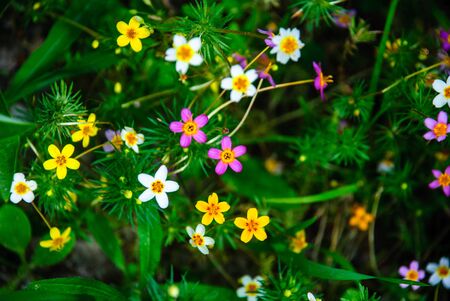 Small multicolored meadow flowersの写真素材