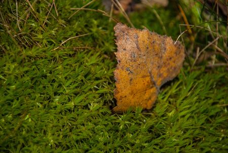 Fallen leaf on the grassの写真素材