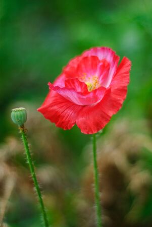 Blooming red poppy and not bursting poppyの写真素材
