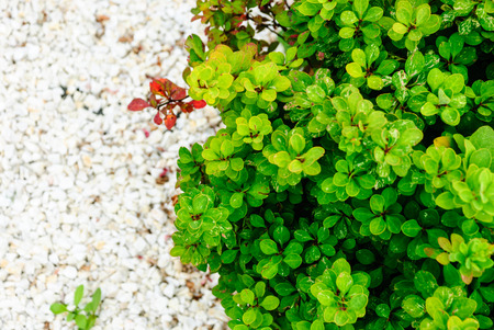 Decorative bush with small green leaves. Green on white.の写真素材
