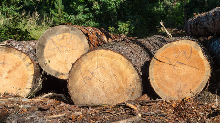 Harvesting wood in the forest. Felled pine trees lie nearby