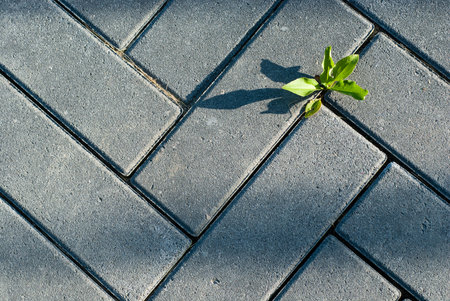 Green sprout breaks through gray paving slabs. Herringbone paving slabs