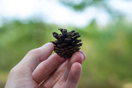 Small pine cone in hand close upの写真素材