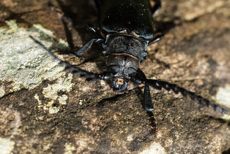 Adult Male Stag Beetle of the species Lucanus cervus on a rock